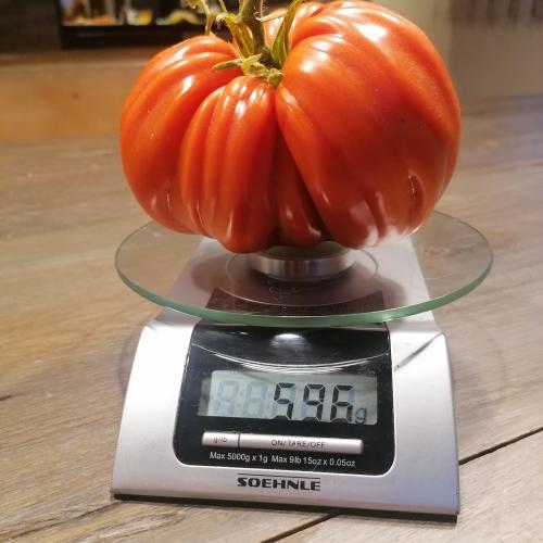 Tomatenwettbewerb_7